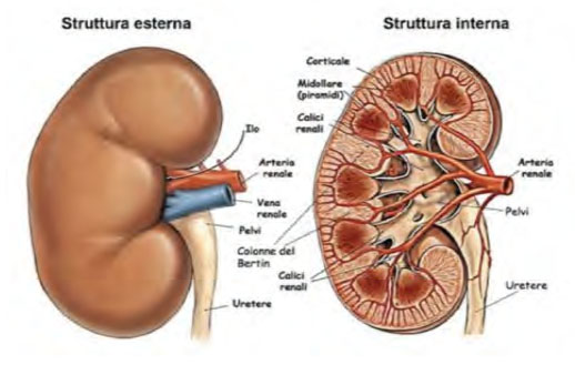 ecm medici